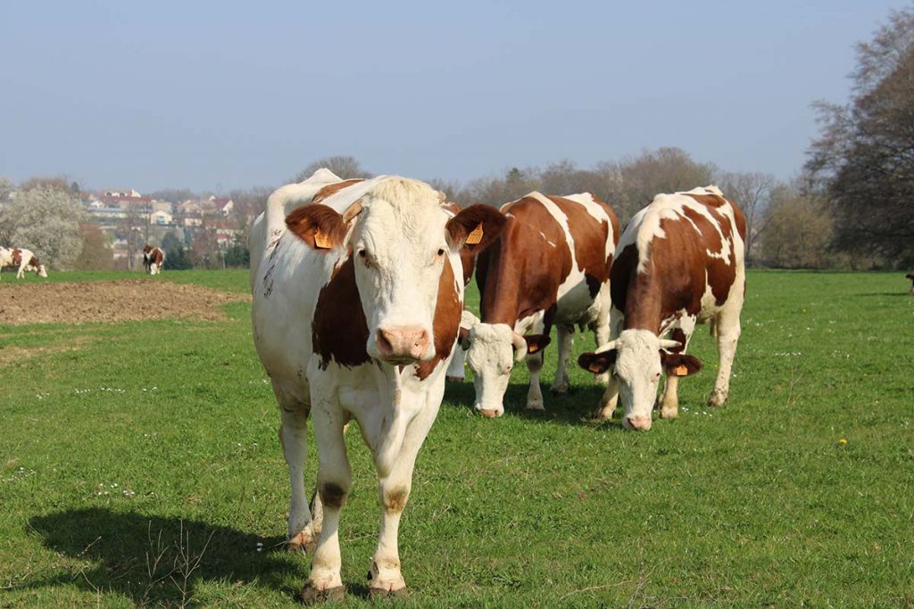 vaches montbéliardes